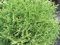 Thuja occidentalis Tiny Tim - Zwerg-Lebensbaum Tiny Tim