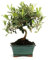 DECOALIVE Bonsái Olea Europaea Árbol Natural Exterior e Interior Bonsái Olivo Mediterráneo