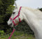Rhinegold Carnival Headcollar & Rope Karnevals-Halfter und Seil, Himbeere, Pony