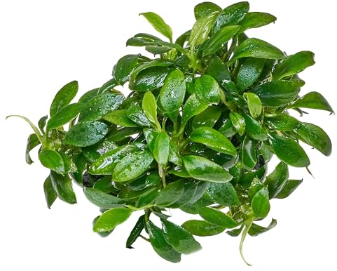 Anubias barteri var. nana Pangolino - in vitro 8,5cm Bechergröße - in vitro Wasserpflanzen für Aquarien …