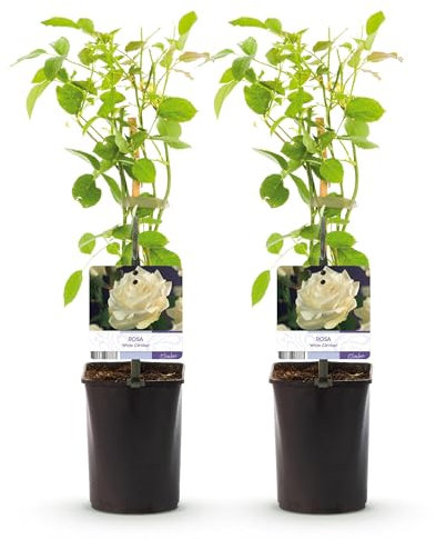 GreenboutiQ - Kletterrose - Rosa White Climber - Blüte Weiß - Wenig Pflege - 2 Pflanzen - Topf 11cm Höhe 40cm