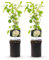 GreenboutiQ - Kletterrose - Rosa White Climber - Blüte Weiß - Wenig Pflege - 2 Pflanzen - Topf 11cm Höhe 40cm