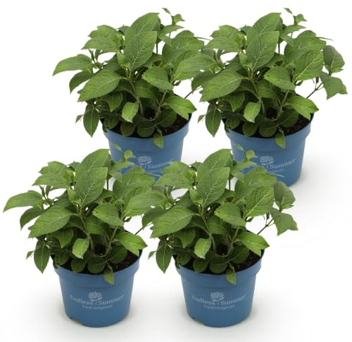 Hortensie Hydrangea Endless Summer The Bride – winterhart weiß, später zartrosa – 14cm Höhe 20-25cm – lange Blüte bis Herbst 2