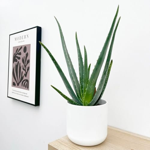 Prestige Plant Live Aloe Vera Plant – Approx. 30-40cm Tall – Natural Air Purifier & Healing Succulent – Easy Indoor/Outdoor Care – Potted Houseplant for Home or Office