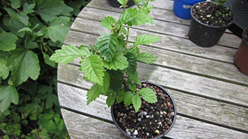 30 PC / Beutel Mini Sibirische Ulme Seed Chinese Elm Bonsai-Baum-Samen Woody Staudengarten Baumsamen-DIY Hausgarten-Topfpflanze