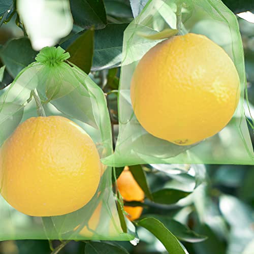 60 Stück Trauben-Schutzbeutel, traubenschutzbeutel 30x20, mit Zugband, weintrauben netz zum Schutz vor Wespenfrass, Vögel, Kirschessigfliege. obst weintrauben schutzbeutel, Organzabeutel (moosgrün)