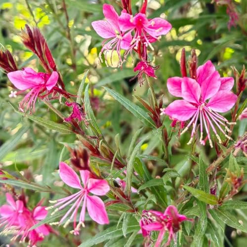 150 piezas magníficas semillas resistentes de plantas de vela, flores semillas perenne plantas en macetas (Gaura Lindheimeri) Balcón plantas regalos jardín semillas de flores planta