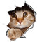 Winston & Bear 2 Pack - globale Aufkleber 3D Katze Aufkleber - spähen Katze Aufkleber für Wand, Kühlschrank