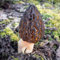 100 Pcs Morchella Samen urban gardening historisches saatgut champignons frisch Pilze Züchten gemüsepflanzen historische gemüsesorten samen wintergemüse champignons zum selber züchten gärtnern