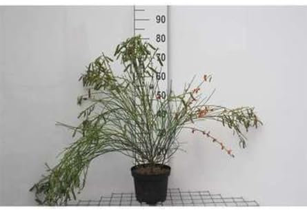 Cytisus (s) 'Palette' – Ginestra, contenitore da 40 – 60 cm