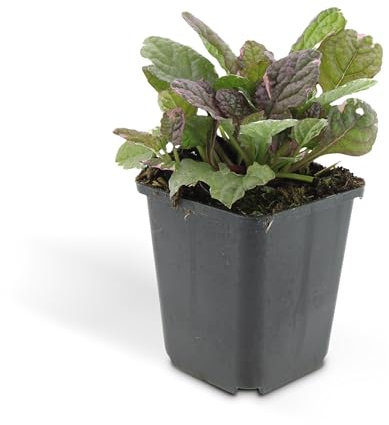 Bodendecker - Kriechender Günsel - Ajuga reptans Burgundy Glow - 9cm Topf - Set mit 6 Pflanzen