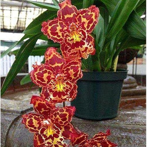 Cymbidium Bulbi,fiori tagliati,piante resistenti,rare,cipolle da giardino,cipolle di cymbidium,decorativi,pianta di cymbidium.-3 bulbi-C