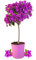 Meine Orangerie - Bougainvillea Stamm 'Grande' - Tolle mediterrane Blühpflanze voller Blüten - Drillingsblume - Stämmchen im 6 Liter Topf - Bougainvillea glabra - Höhe inkl. Topf ca. 1,00m