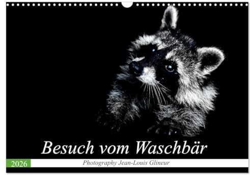 Besuch vom Waschbär (Wandkalender 2026 DIN A3 quer), CALVENDO Monatskalender: Drollig, klug und schön anzuschauen (CALVENDO Tiere)