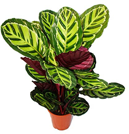 XXL plante d'ombrage à motif de feuilles inhabituel - Calathea roseapicta - pot de 19cm - hauteur env. 60-80cm