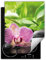 DarHaus Herdabdeckplatte Einteilig Küche Abdeckplatte für Ceranfeld Abdeckung Induktionskochfeld Aufrollbare Matte 40x52 cm, grün - Orchidee