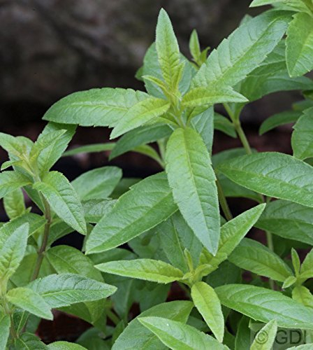 Zitronenverbene - Teepflanze - Gartenpflanze