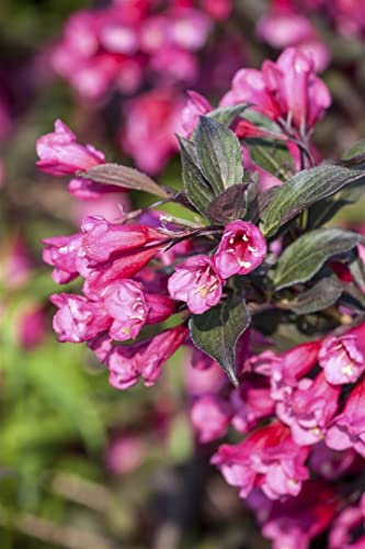 Weigela florida 'Victoria' 100-125 cm - Weigelie, dunkelrote Blüten, Blütezeit Mai-Juni, ideal für Hecken und Rabatten, pflegeleicht und winterhart