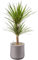 AIRY Pot M mit Drachenbaum & 6-L Airy Base Substrat • Natürlicher Luftreiniger filtert Schadstoffe, Allergene & Gerüche • Ideal für Räume mit ca. 20qm • Made in Germany, 2304-602 grau-grau