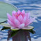 Seerose - Winterhart/Familienfreundlich/Gemischte Farben-E-100 Pcs