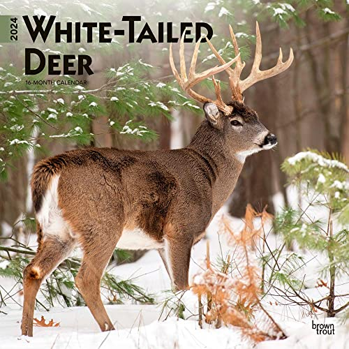 White Tailed Deer 2024 Square