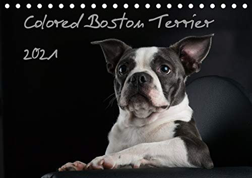 Colored Boston Terrier 2021 (Tischkalender 2021 DIN A5 quer): Der Boston Terrier in seiner Farbvielfalt (Monatskalender, 14 Seiten ) (CALVENDO Tiere)