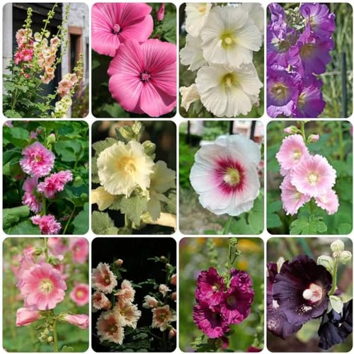 250 piezas de semillas de malva perenne - regalos inusuales maceta malva, Althaea rosea, plantas resistentes al invierno para jardinería en balcones, plantas resistentes para de
