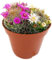 Fangblatt - Mammillaria zeilmanniana - bunter Blütenzauber - pflegeleichter Warzenkaktus - ideal für sonnige Standorte - exotische Sukkulente