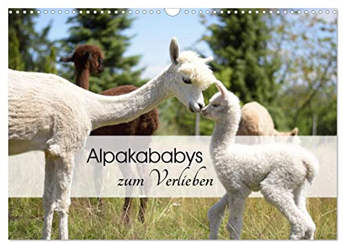 Alpakababys zum Verlieben (Wandkalender 2026 DIN A3 quer), CALVENDO Monatskalender: Süße Alpakafohlen in Aktion (CALVENDO Tiere)