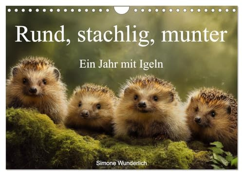 Rund, stachlig, munter - Ein Jahr mit Igeln (Wandkalender 2026 DIN A4 quer), CALVENDO Monatskalender: Der ultimative Igel - Kalender! (CALVENDO Tiere)