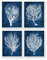 Gnosis Picture Archive Navy Blue Beach Decor Art Wand Set of 4 Art Prints gerahmt Strand Decor Meer Korallen Sea Fan Decor Sea Korallen seitenverkehrt navy4 C