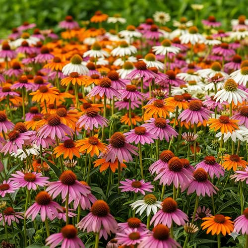 GardenersDream Echinacea Pflanzen im Topf – Orange, Pink, Lila und Weiße Sonnenhut-Sträucher – Pflegeleichte, Auffällige Gartenpflanze für Draußen (inkl. 11 cm Töpfe)