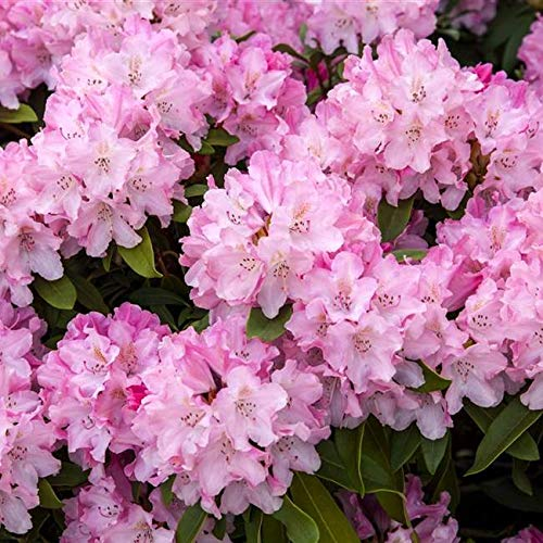 Rhododendron yak. Tinas Heinje Alpenrose 30-40cm im Topf gewachsen