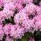 Rhododendron yak. Tinas Heinje Alpenrose 30-40cm im Topf gewachsen
