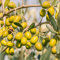 Olivenbaum Winterhart Samen Winterschutz Baumsamen SäUlenobst Minigarten Olive Tree Winterharte KüBelpflanzen Obst Frisch Balkonpflanzen Obstbaum Garten Geschenk Bio Saatgut 5 Olivenbaum Samen
