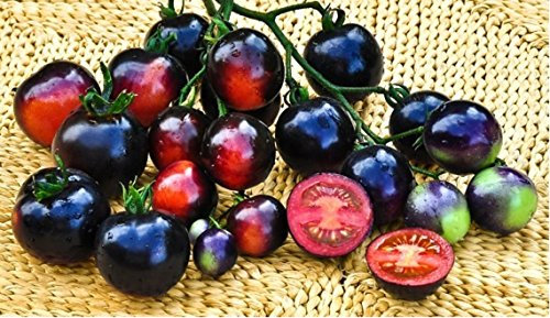 Tomate - Indigo - Rose 50 Samen