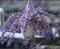 Kletterpflanzen Parthenocissus tricuspidata Seed-Hausgarten Zierpflanzen Vier Jahreszeiten Blumen 60 PC/bag 23 Rare Seed : Only Seeds