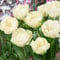 Tulpenzwiebeln Double White Passion (20 Zwiebeln) exklusive weiße Tulpen aus Holland, winterhart und mehrjährig für Garten, Töpfe, Balkon aus Amsterdam (große Knollen, kein Samen, nicht künstlich)