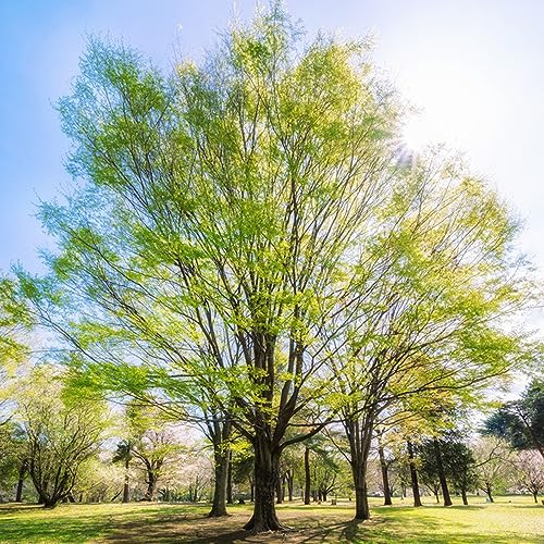500 pcs rotbuche baum kaufen samen - immergrüne pflanzen winterhart pflanzen für sonnige plätze bonsai baum tree hochbeet für balkon baumsamen kübelpflanzen gärtnern spezielle samen
