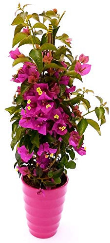 POWERS TO FLOWERS - BOUGANVILLE FUCSIA PIRAMIDE IN VASO CERAMICA FUCSIA, pianta vera