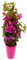 POWERS TO FLOWERS - BOUGANVILLE FUCSIA PIRAMIDE IN VASO CERAMICA FUCSIA, pianta vera