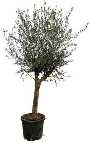 Olivenbaum Olea Lorc ca. 200 cm hoch Mediterrane Zimmer Ø45 cm ca. 200 cm