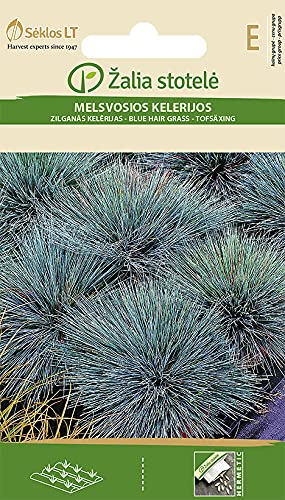 Seklos LT | HIERBA SHILLER | Planta perenne | Semillas de flores | Bueno en combinación con flores de colores, adecuado para plantar bordes. semillas de plantas | 1 paquete