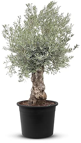 Tropictrees Bonsai Olivenbaum Winterhart für Draußen, 250 cm Höhe Bonsai Baum, Echt 120 Jahre alter Olea Europaea im Topf mit 80-100 cm altem knorrigem Stammumfang