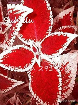 Ric 100 pcs begonia seeds bonsai beautiful flowers flower courtyard balcony coleos seeds begonia vase plants do it yourself house garden purify 6: only seeds