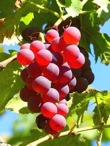 Piante Di Radice D'Uva, Uva Da Vino, Uva Da Tubero, Uva Senza Semi, Piante Vive, Naturali, Ideali Per La Semina Autunnale, Uva Da Tubero, Uva Resistente-1 bulbi-D