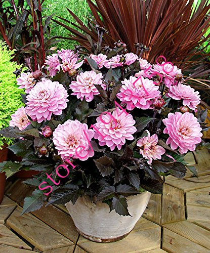 20 Stück Echte Dahlie Blumendahlie Samen (nicht Dahlienzwiebeln), Symbolisiert Mut und Glück, ausdauernde Bonsai Blumensamen Hausgarten 6