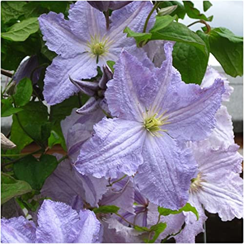 Clematis Blekitny Aniol (Blue Angel) X 3 Large Plug Plants for Potting on by Growtanical