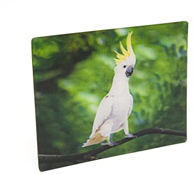 Cornelissen 3D Magnet Kakadu