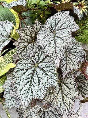 Begonia Sterling Moon| Houseplant | Plug Plant